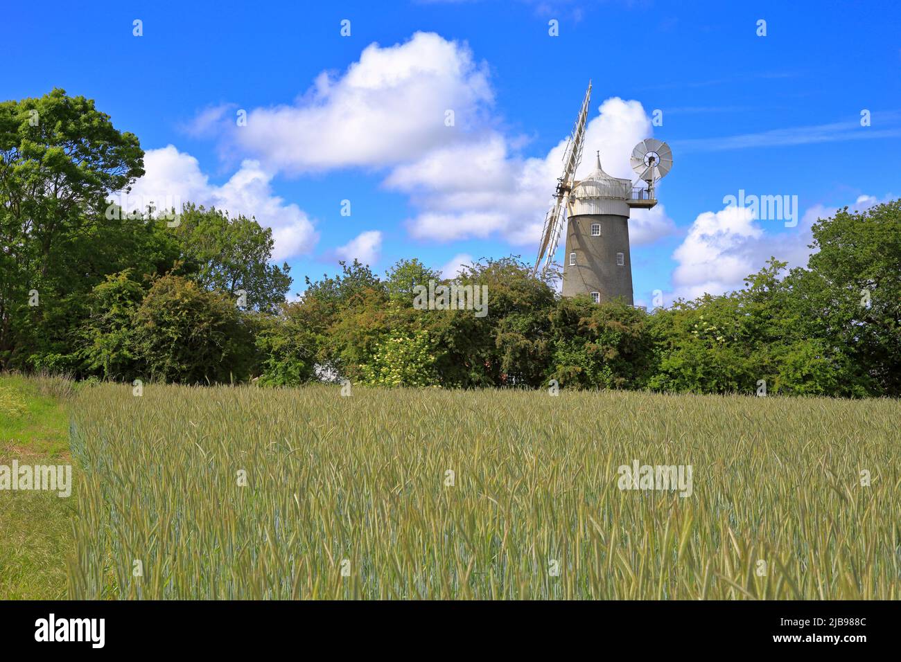 Bircham Windmühle auf einem Weizenfeld, Great Bircham, Norfolk, England, Großbritannien. Stockfoto