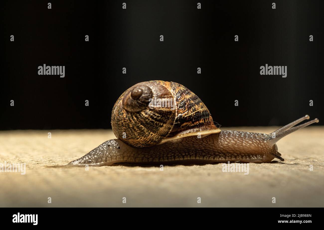 Gemeine Gartenschnecke, die nach einem Regensturm über einen Pfad kriecht Stockfoto