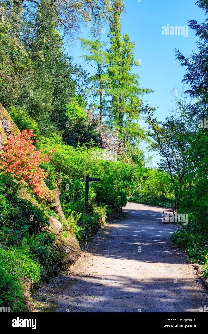 Blühender Azaleen-Strauch auf dem Riverside Walk, Dunster Castle, Somerset, England, Großbritannien Stockfoto