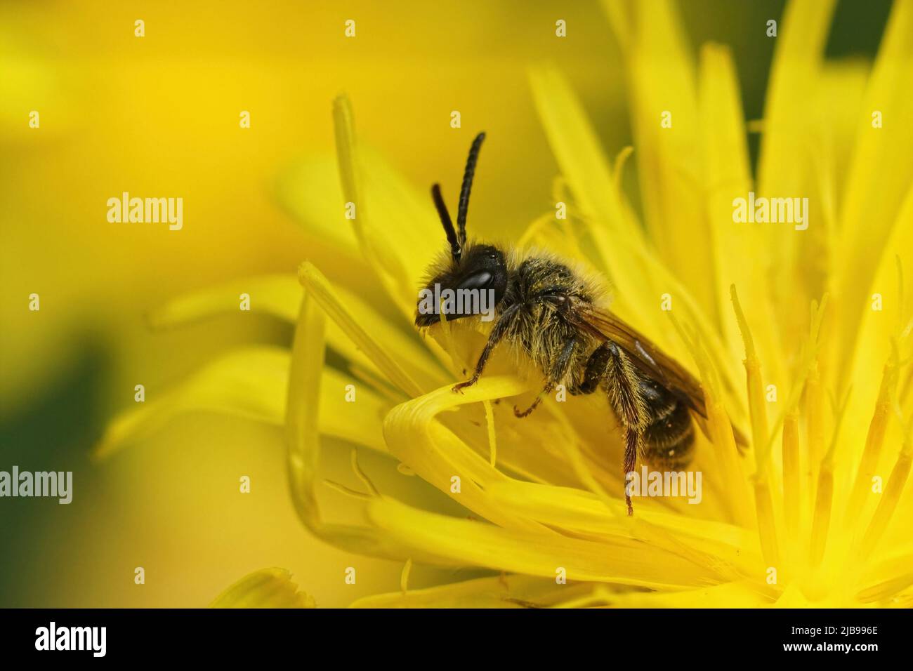 Nahaufnahme einer männlichen Mining Bee, Andrena fulvago , die in einem gelben, rauen Hagebart sitzt, Crepis biennis, blüht auf dem Feld Stockfoto