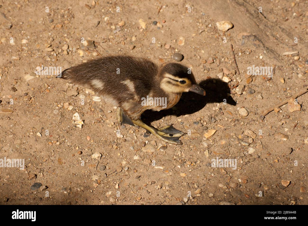 Strawberry Hill Pond Epping Forest Essex, England Großbritannien Europa Stockfoto