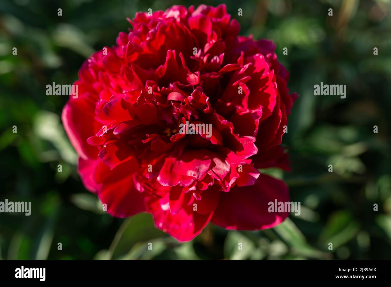 Rote Pfingstrose. Stark unscharfer Hintergrund. Makro. Garten, Gartenblumenzucht Stockfoto