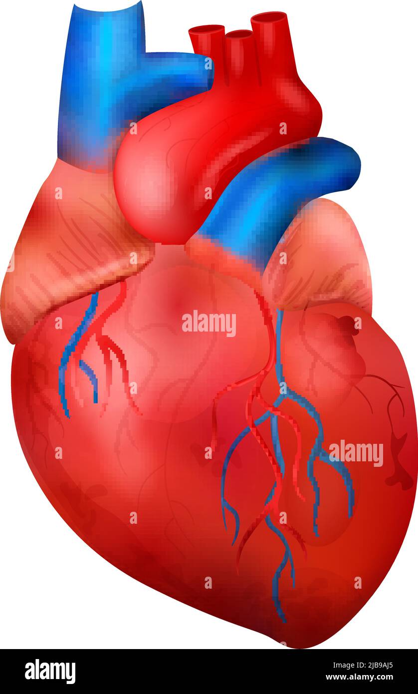 Realistische Zusammensetzung der Anatomie der menschlichen inneren Organe mit isolierter Darstellung des Herzvektors Stock Vektor