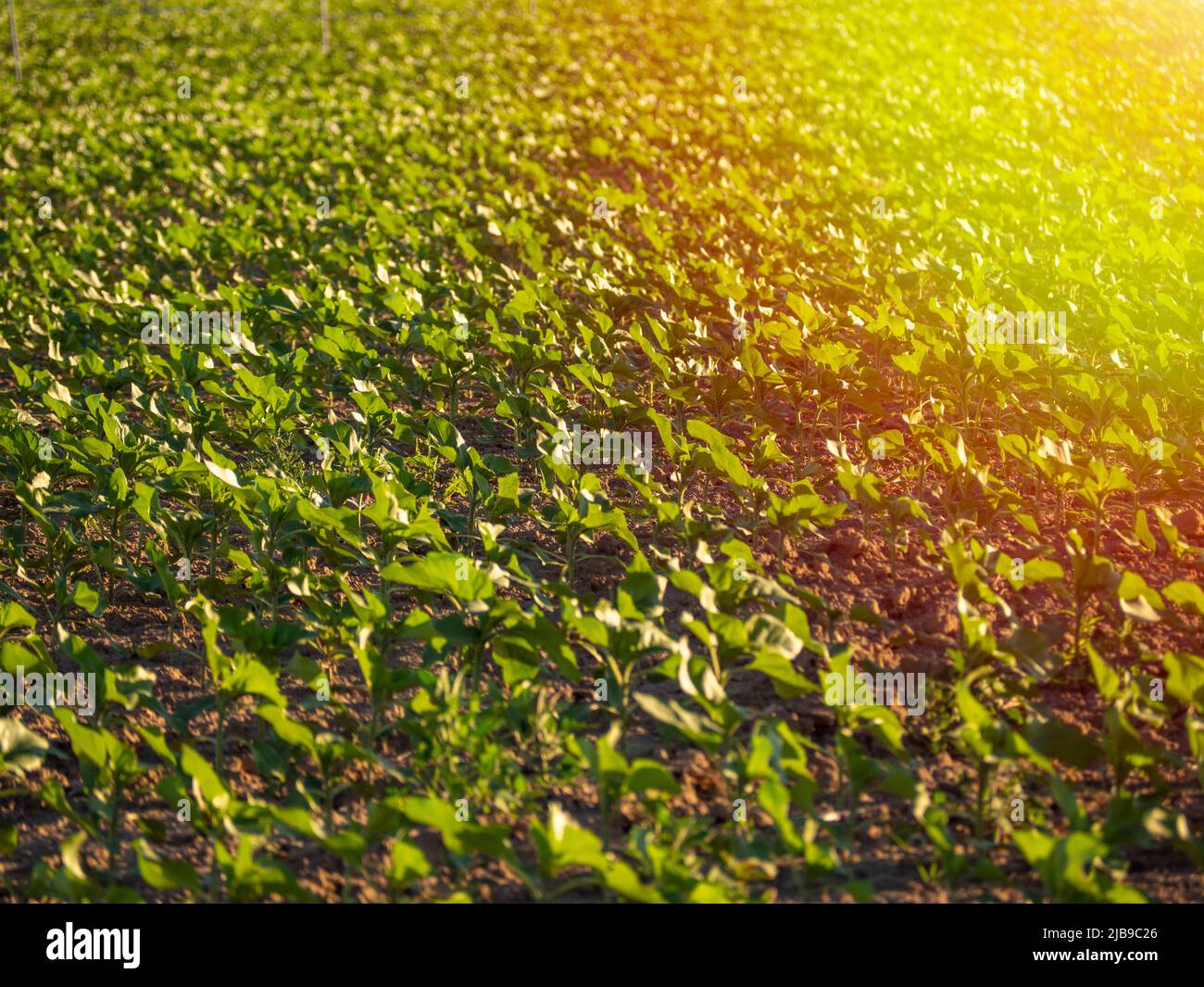 Ökologische und nachhaltige Pflanzung eines Sonnenblumenfeldes. HQ-Bild Stockfoto