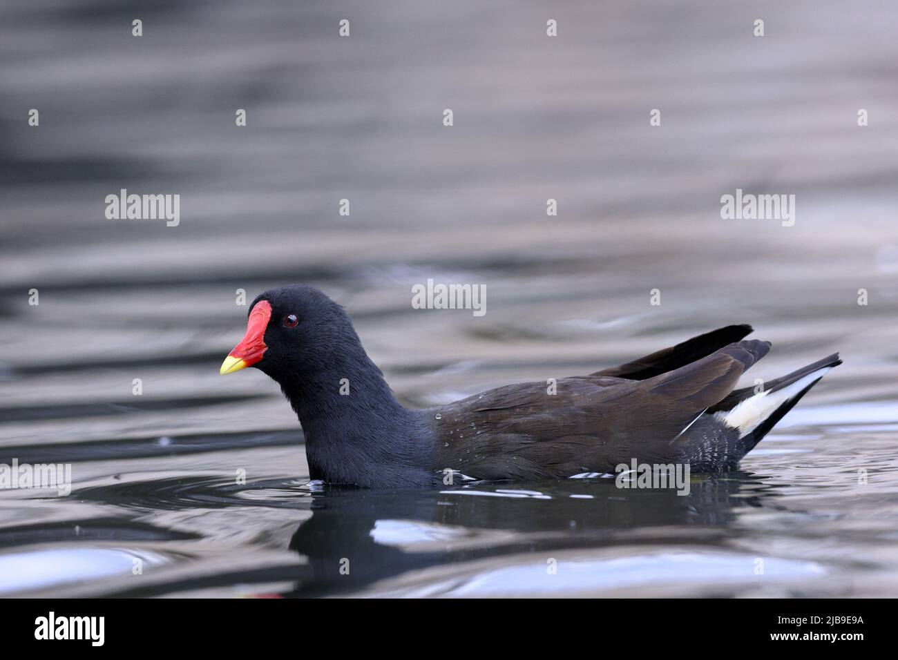 Der Moorhuhn, auch als Wasserhuhn oder Sumpfhuhn bekannt, ist eine Vogelart in der Familie der Gleise. Stockfoto