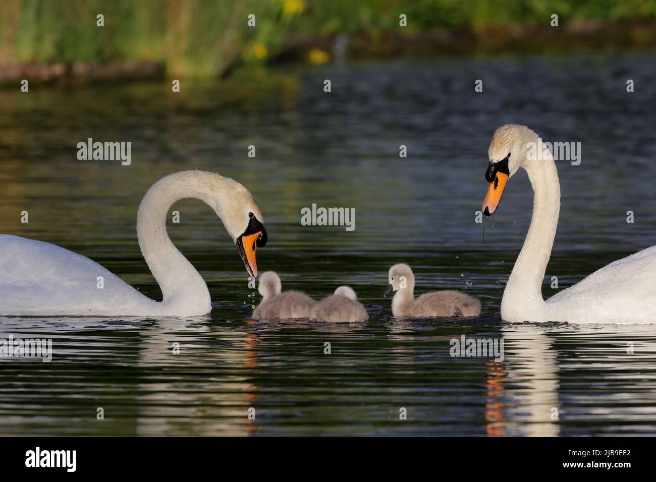 Der Stumme Schwan ist eine Art von Schwan und gehört zur Familie der Wasservögel Anatidae. Sie ist in vielen Teilen von Eurosiberia und im hohen Norden Afrikas beheimatet. Stockfoto