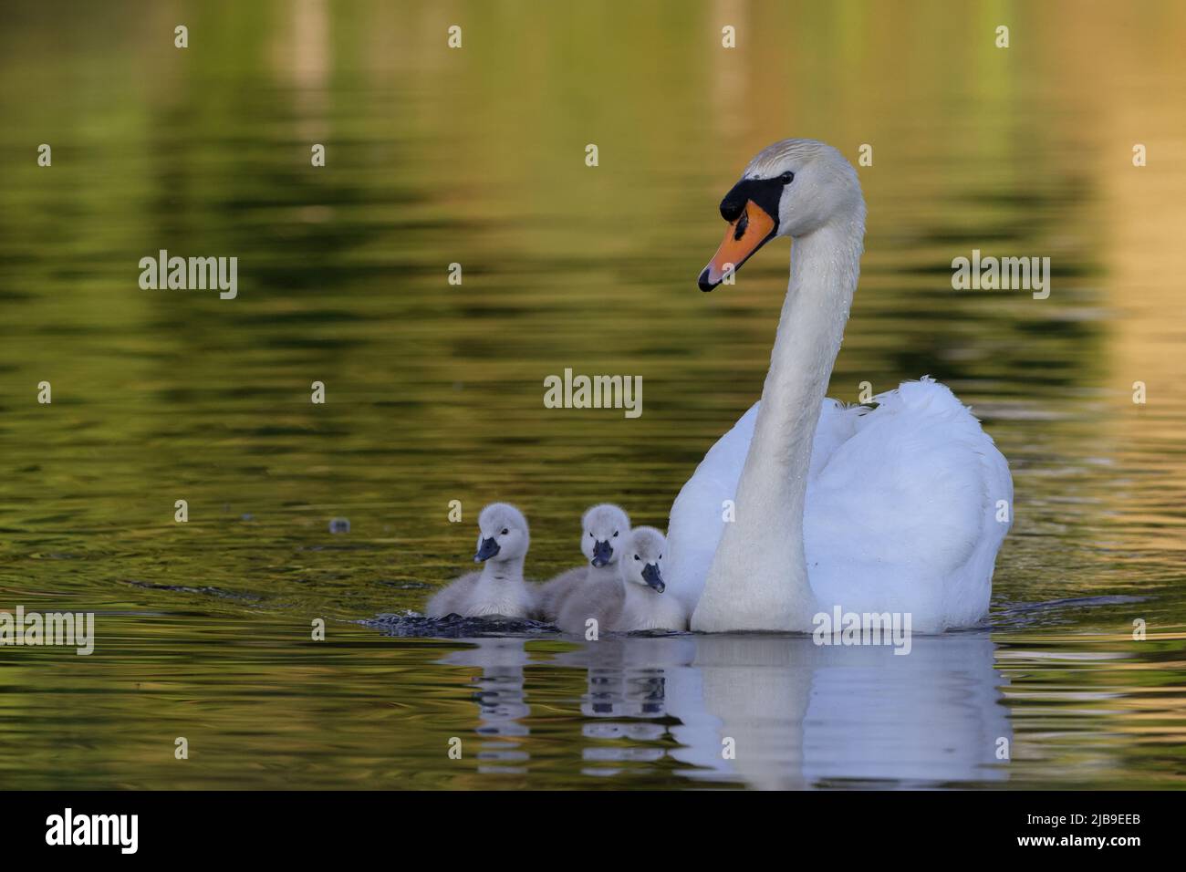 Der Stumme Schwan ist eine Art von Schwan und gehört zur Familie der Wasservögel Anatidae. Sie ist in vielen Teilen von Eurosiberia und im hohen Norden Afrikas beheimatet. Stockfoto