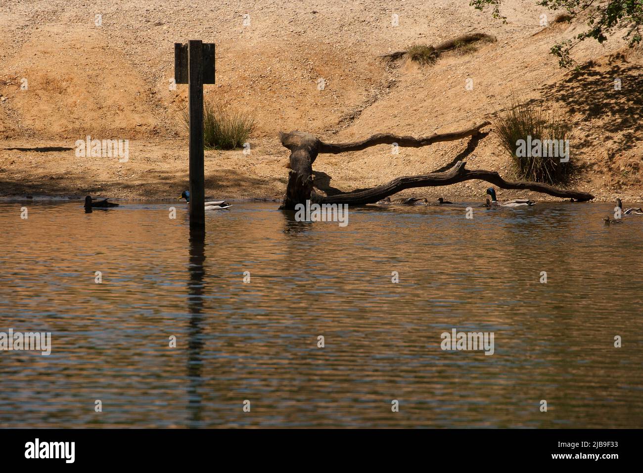 Strawberry Hill Pond Epping Forest Essex, England Großbritannien Europa Stockfoto