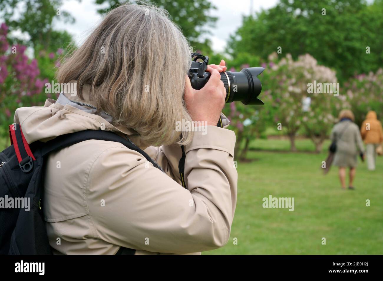 Veranstaltungen reportage Fotograf in Aktion. Ein Fotojournalist mit Kamera macht Reisefotos in der Natur. Die wunderbaren Momente, wenn der Flieder Baum Stockfoto