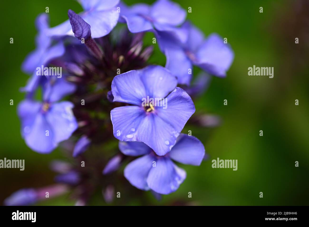Blau/lila Phlox mit grünem Laubhintergrund. Stockfoto