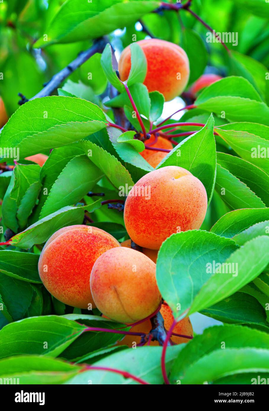 Reife Aprikosen reifen auf einem Aprikosenbaum zwischen grünen Blättern im Obstgarten Stockfoto