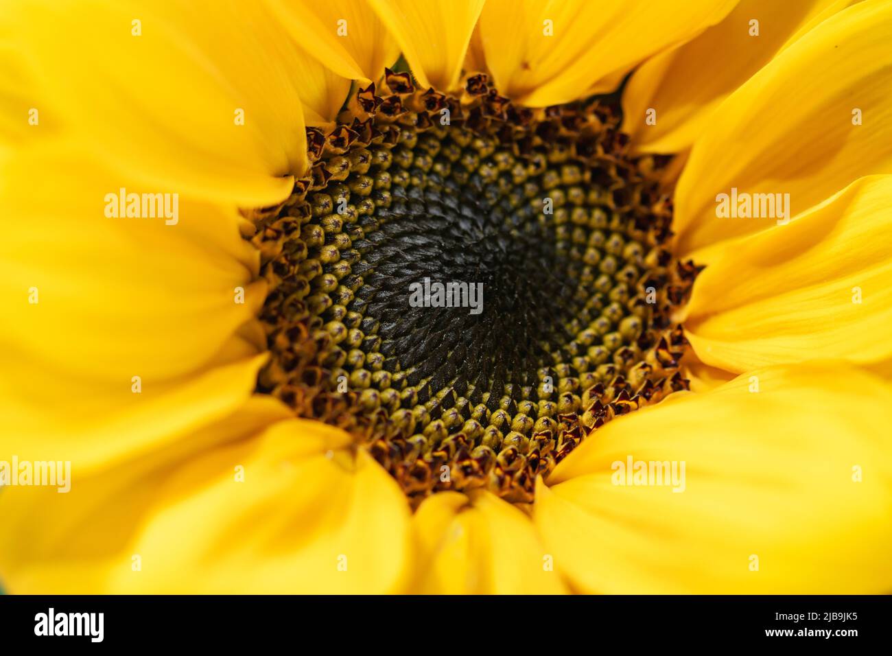 Ein Nahaufnahme Makro-Bild einer Sonnenblume mit gelben Blütenblättern rund um die zentrale Stigma Desktop Hintergrund Stockfoto