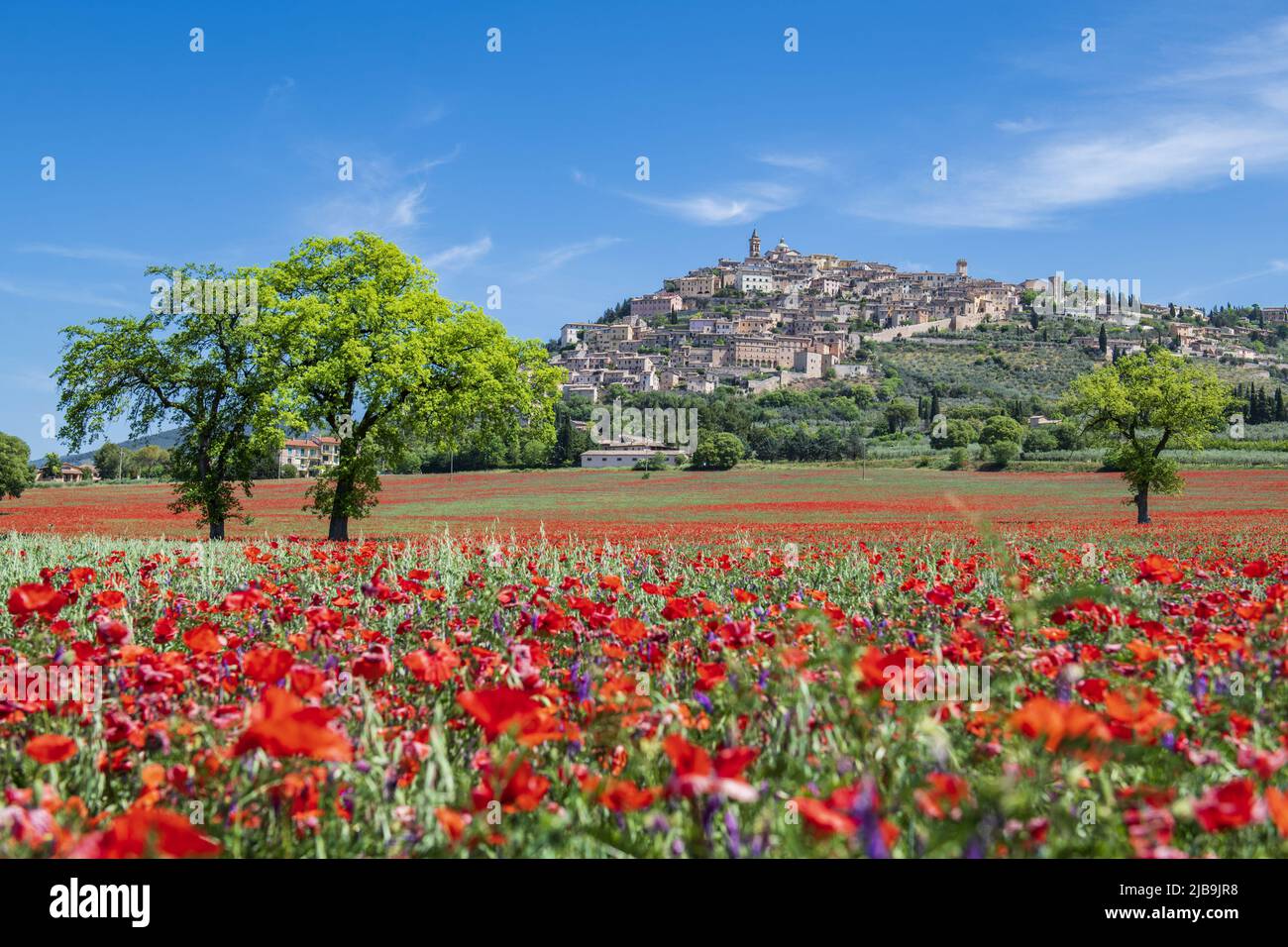 Trevi, Perugia, Umbrien, Italien. Foto des Trevi, der kleinen Stadt Umbrien, mit einem Teppich aus rotem Mohn im Frühling und einem großen Baum Stockfoto