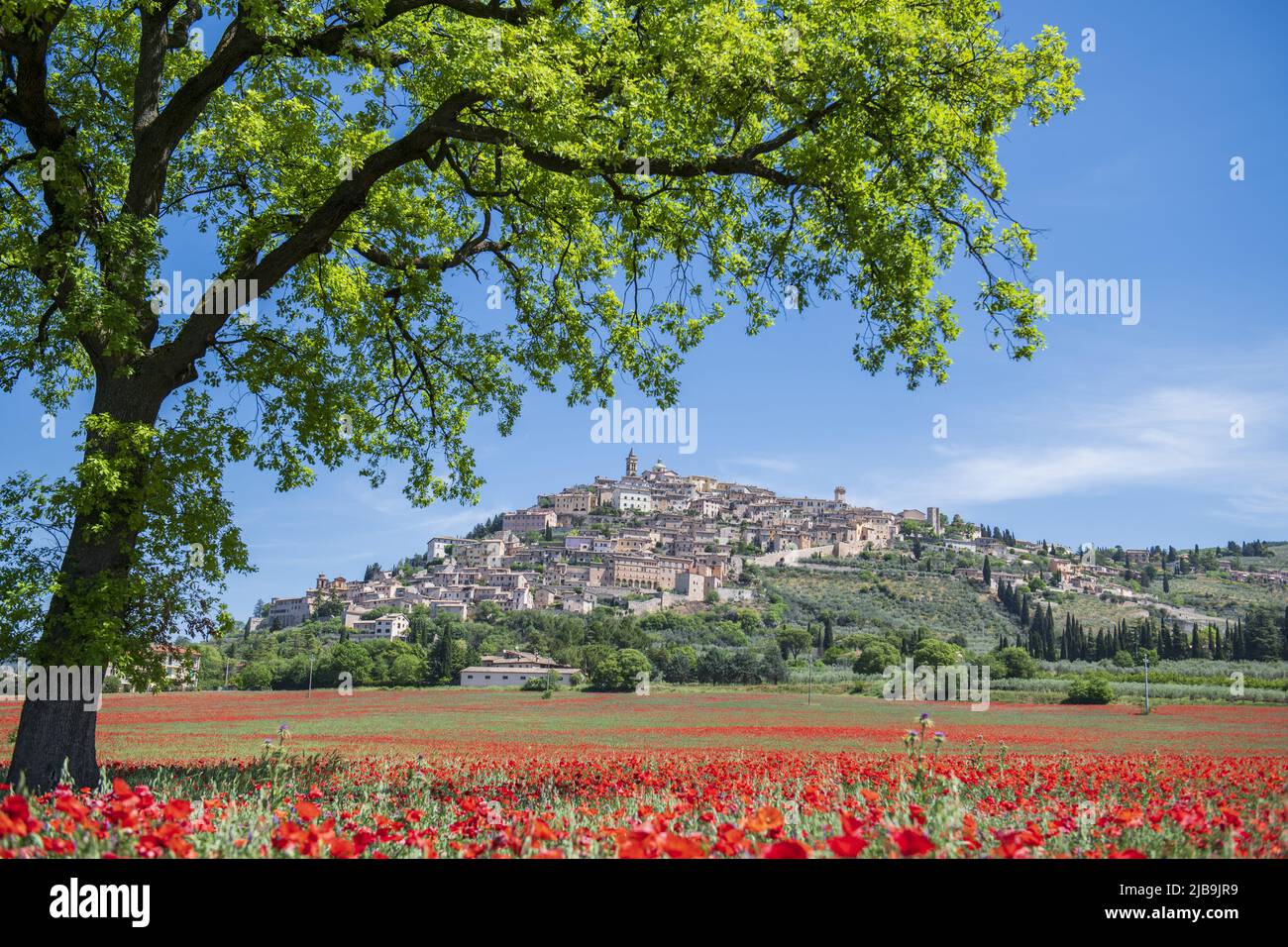 Trevi, Perugia, Umbrien, Italien. Foto des Trevi, der kleinen Stadt Umbrien, mit einem Teppich aus rotem Mohn im Frühling und einem großen Baum Stockfoto