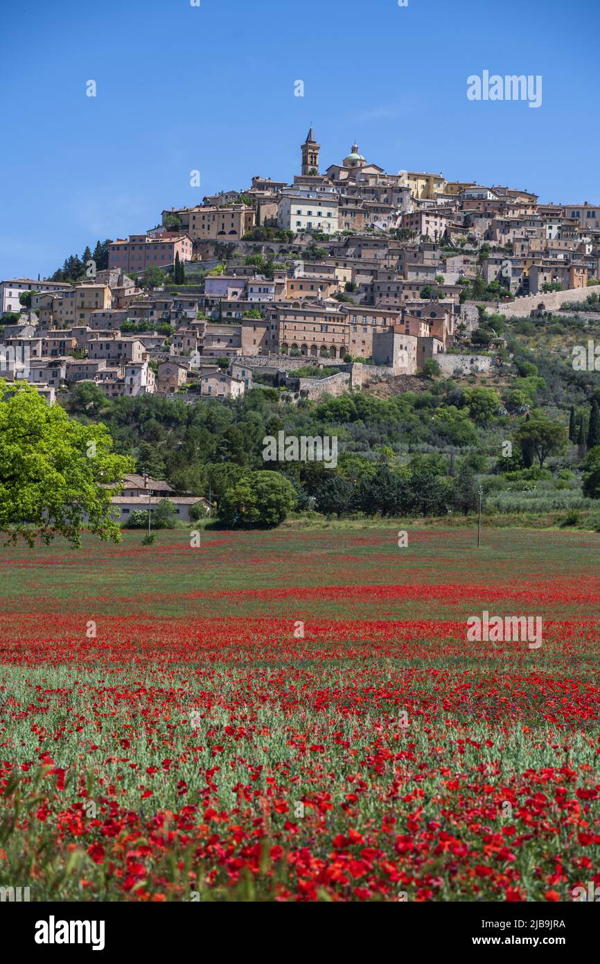 Trevi, Perugia, Umbrien, Italien. Vertikales Foto von Trevi, der kleinen Stadt Umbrien, mit ihrem Teppich aus rotem Mohn im Frühling Stockfoto
