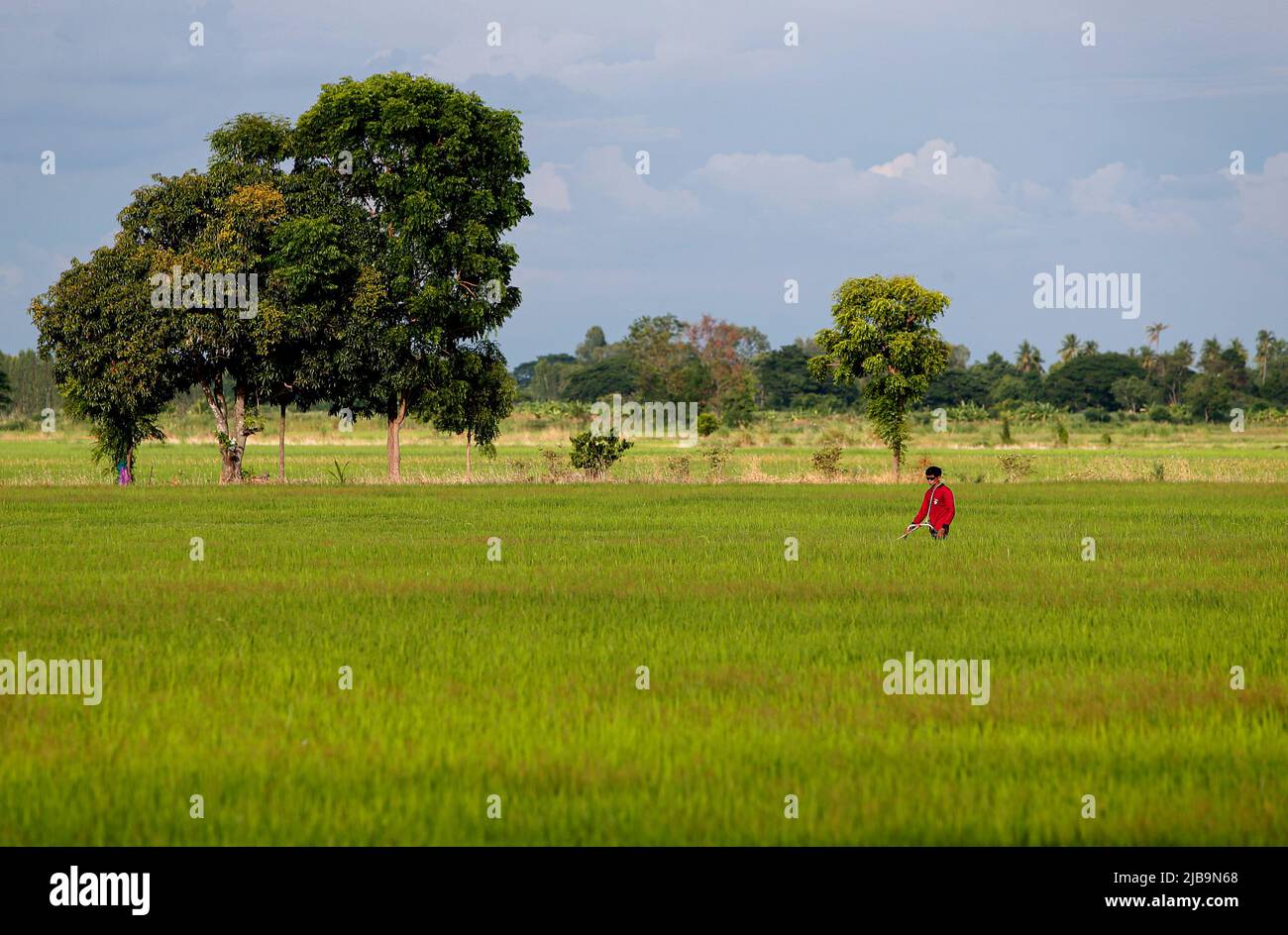 Nakhon Sawan, Thailand. 04.. Juni 2022. Sarot Choumerk, 61 Jahre alter thailändischer Bauer, schneidet Gras auf seinem Reisfeld in der Provinz Nakhon Sawan, nördlich von Bangkok. Kredit: SOPA Images Limited/Alamy Live Nachrichten Stockfoto