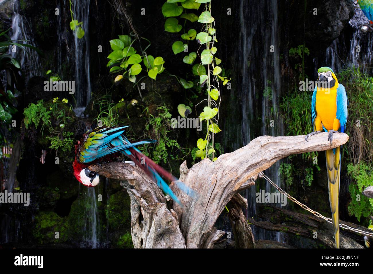 Aras Vögel oder neotrotypische Papageien oder New World Papageien spielen Ruhe Entspannen Sie sich auf Ast Holz im Gartenpark des Coffee Shop für thai Menschen Reisen Stockfoto