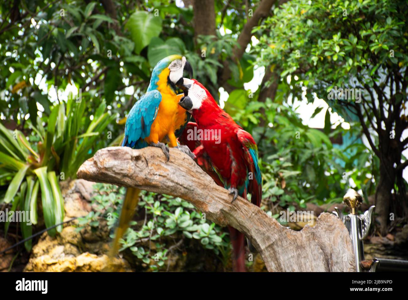 Aras Vögel oder neotrotypische Papageien oder New World Papageien spielen Ruhe Entspannen Sie sich auf Ast Holz im Gartenpark des Coffee Shop für thai Menschen Reisen Stockfoto