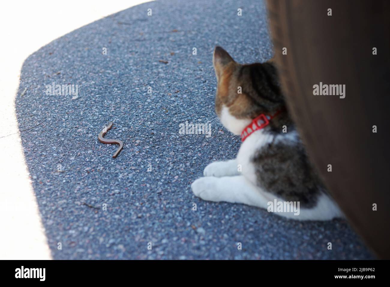 Eine Katze, die am Mittwoch in Motala, Schweden, auf einem Parkplatz einen langsamen Wurm erwischt hat. Schlüpfen Sie wie ein Aal, der langsame Wurm schleicht sich nach einem kurzen Kampf in den Wald. (CAT)hehe dachte an die Katze und bewegte sich zu neuen Jagdzielen. Stockfoto