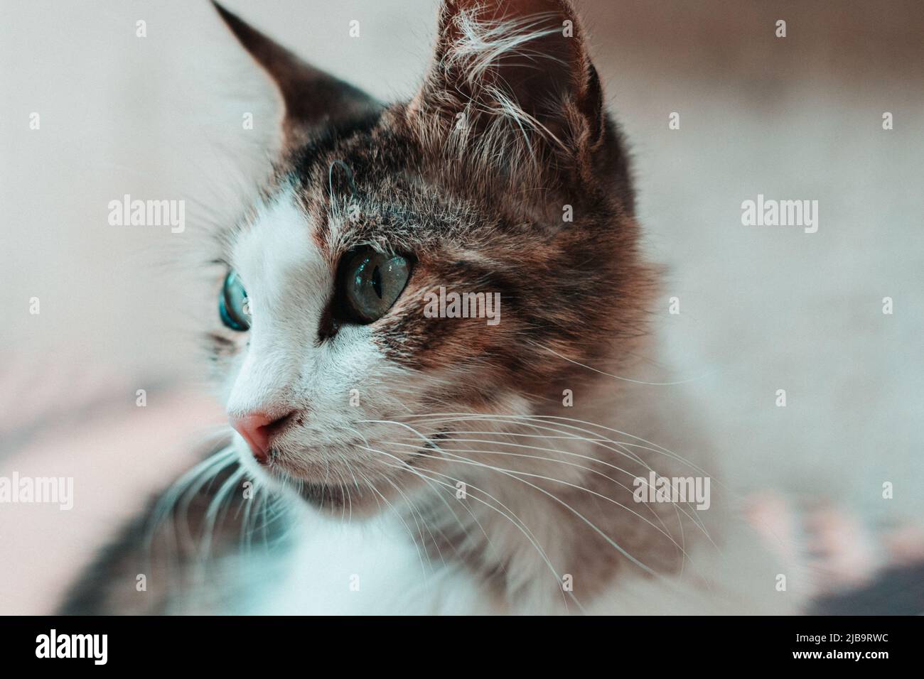Blick der Katze mit bunten Augen - Van Katze Stockfoto