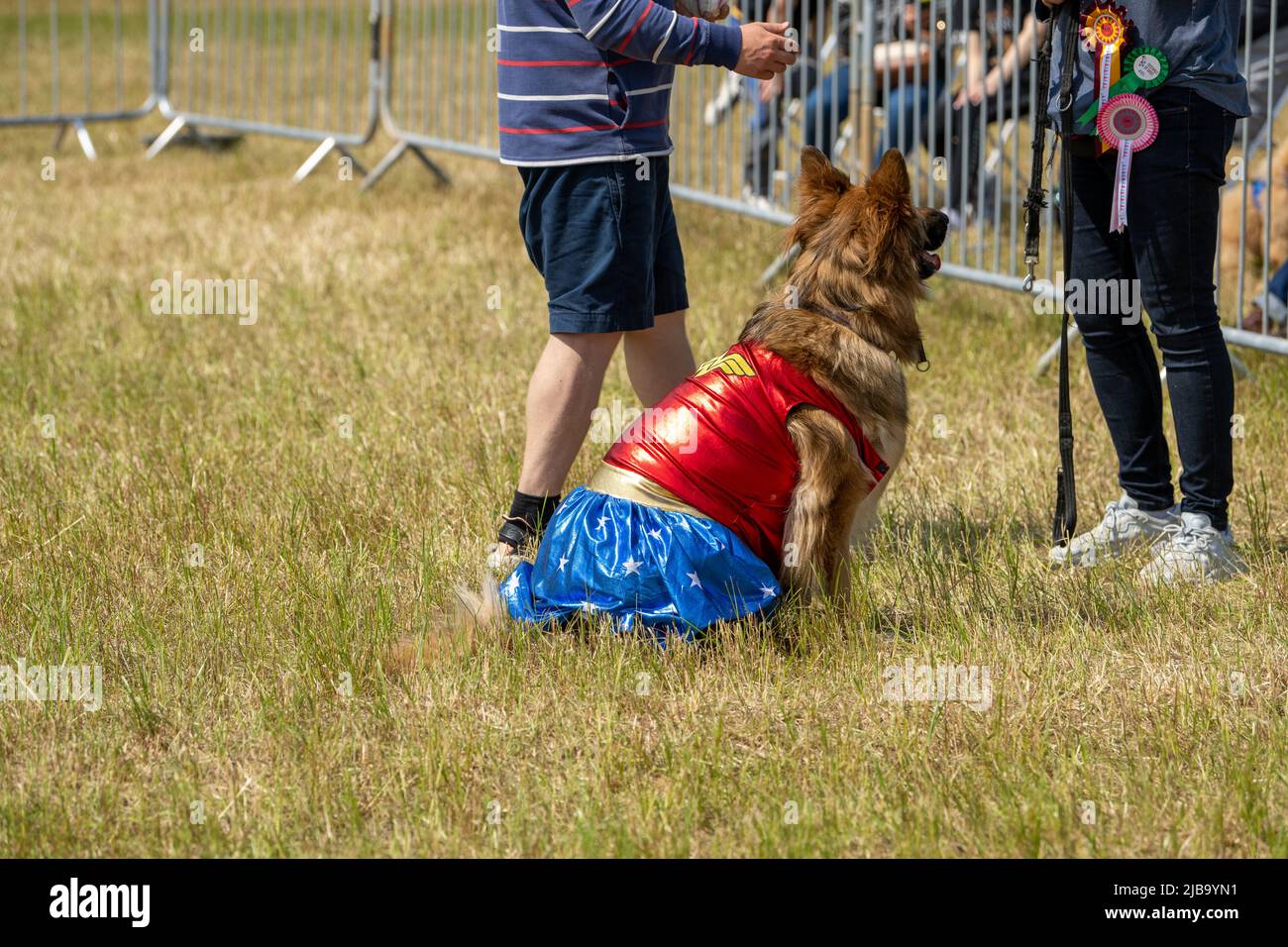Brentwood Essex 4. June 2022 Essex County Show, Brentwood Essex Fancy dressed Dog Kredit: Ian Davidson/Alamy Live News Stockfoto