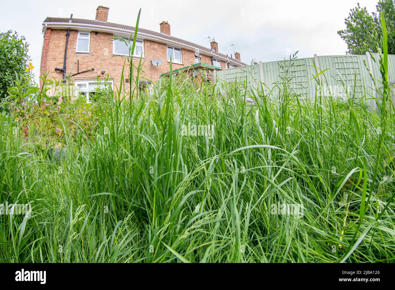 Kein Mähen May Lawn Stockfoto