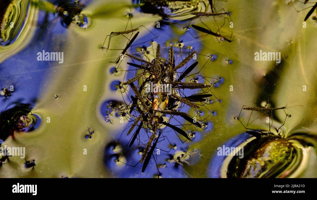 Braunschweig, Deutschland. 06.. Mai 2022. Wasserläufer (Gerris lacustris) saugen auf der Oberfläche eines Gartenteiches eine ertrunkene Ohrmugelchen aus. Quelle: Stefan Jaitner/dpa/Alamy Live News Stockfoto