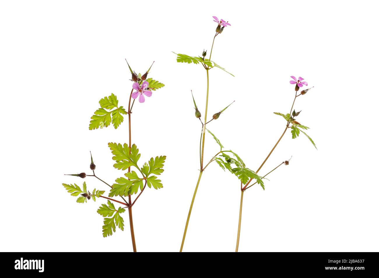 Herb robert, Geranium robertianum, Pflanzen isoliert gegen Weiß Stockfoto