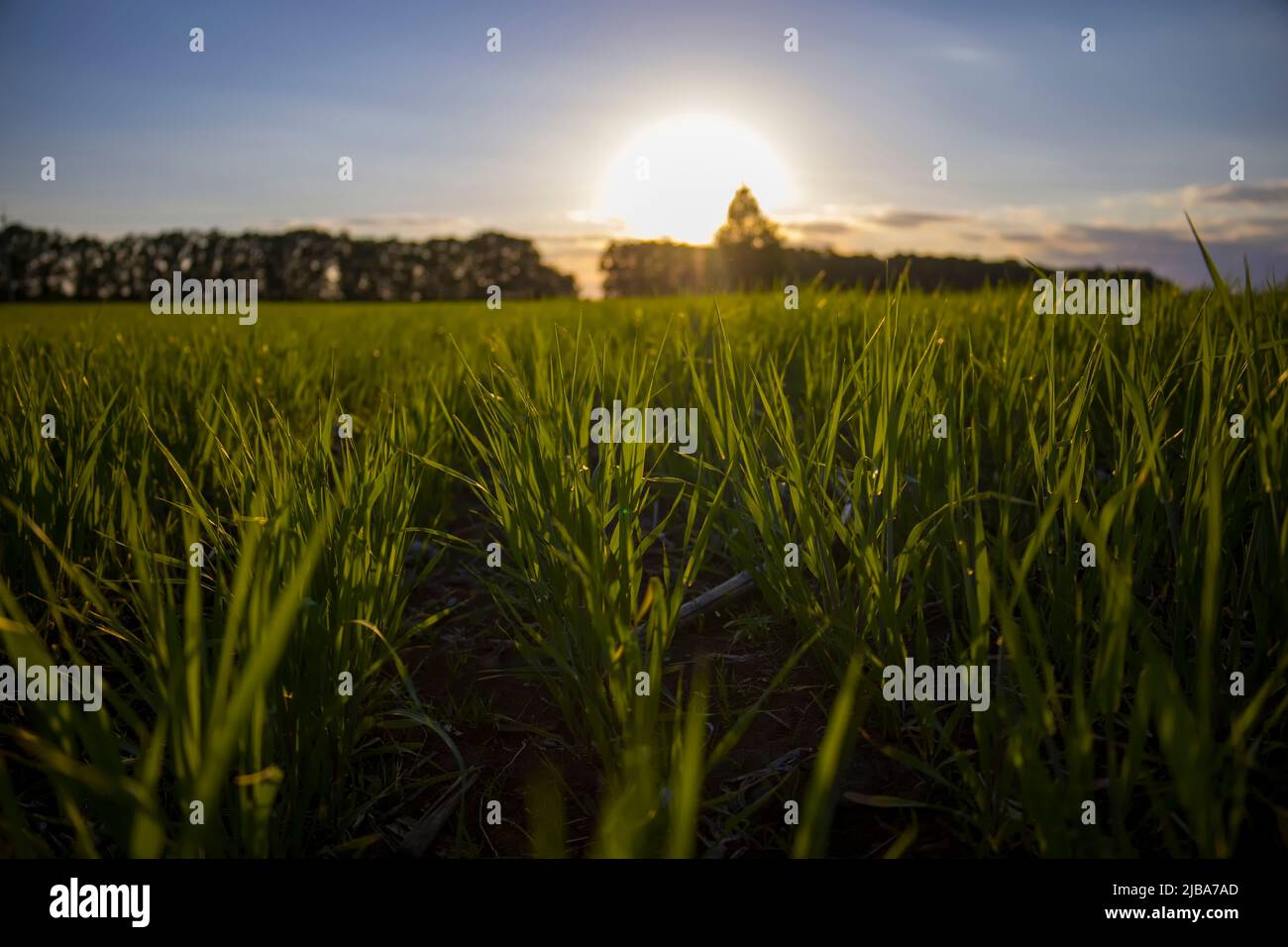 Reihen von junger Gerste auf einem Sonnenuntergang Hintergrund. Stockfoto