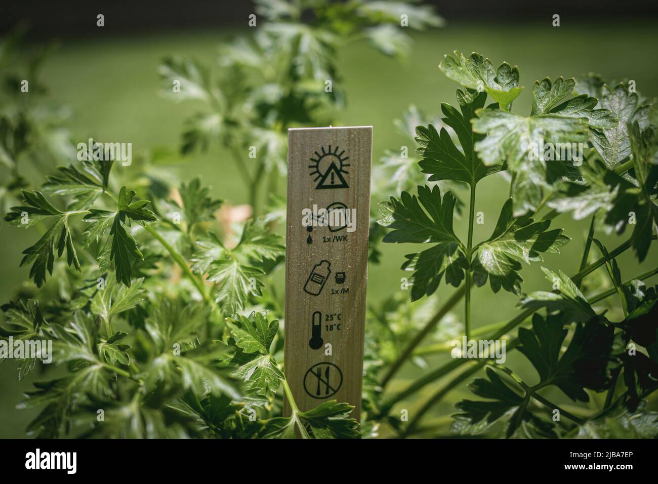 Nahaufnahme eines Topfes mit gepflanzter Petersilie und in der Mitte ein kleines längliches Holzschild mit Hinweisen auf Bewässerung, Temperatur und Pflanzenpflege Stockfoto
