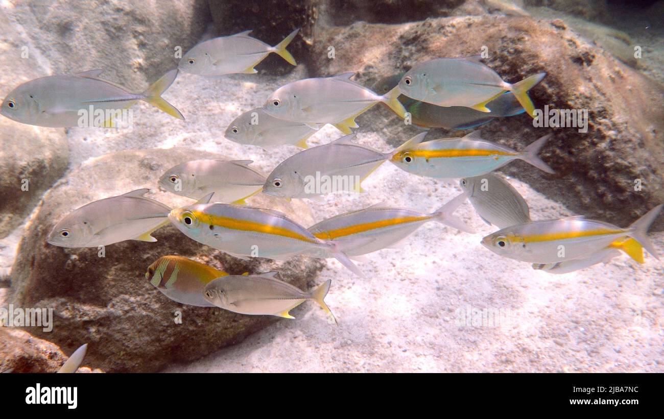 Gelbstreifen-Scad, Gelbstreifen trevally auf Korallenriff Lebensraum, unter Wasser in Thailand. Tiefsee-Wildtiere. Kommerzieller Fisch. Stockfoto