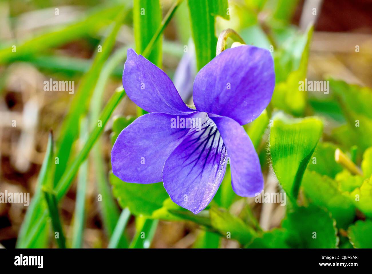 Gewöhnlicher Hund-violett (Viola riviniana), Nahaufnahme einer einzelnen Blume, die durch einen Fleck abgestorbenen Grases wächst. Stockfoto
