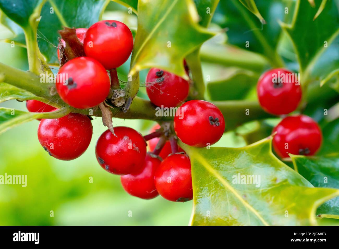 Holly (ilex aquifolium), Nahaufnahme einer Gruppe leuchtend roter Beeren, die im Frühjahr noch am Busch befestigt ist. Stockfoto