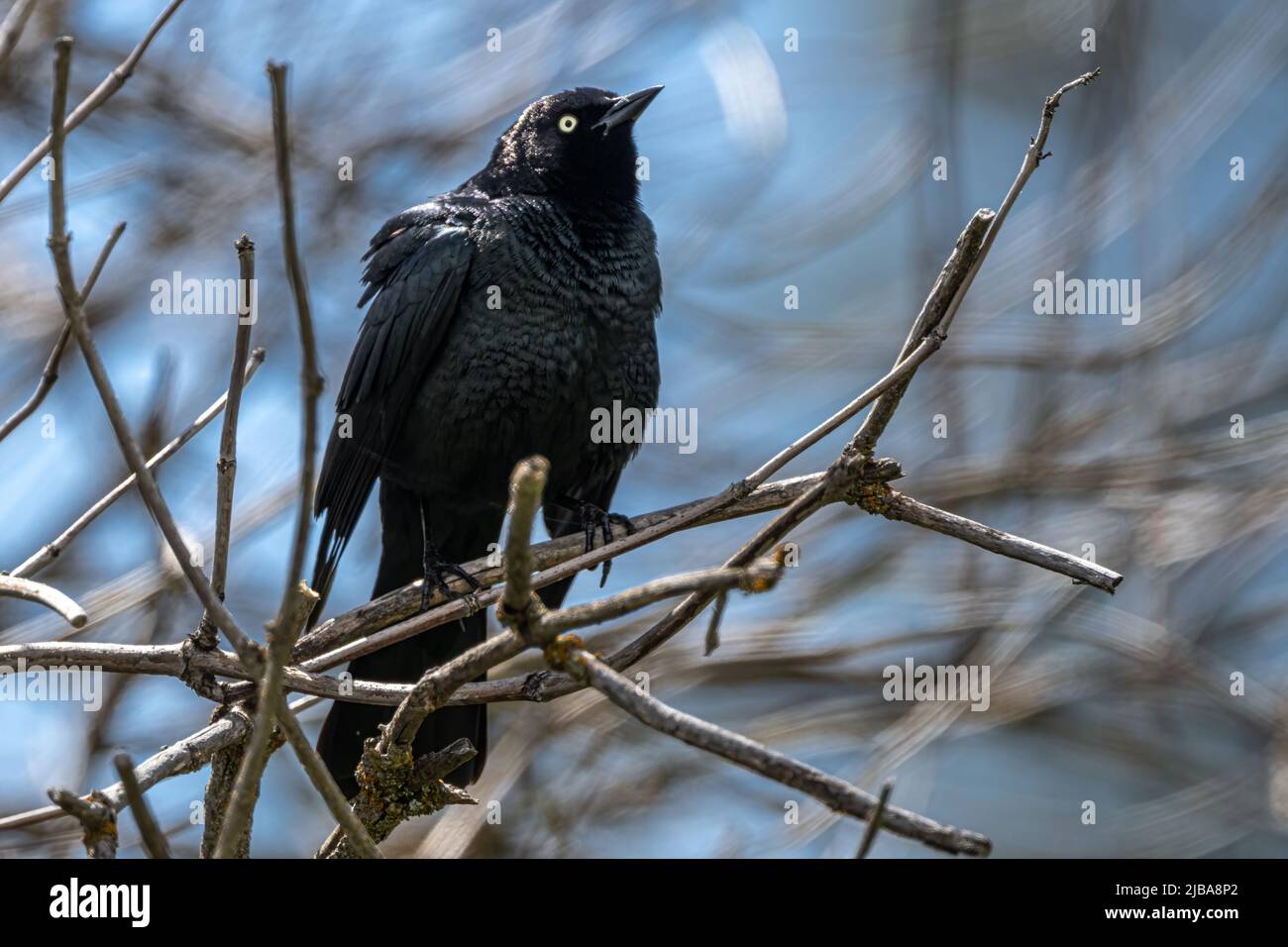 Barching Brewer’s Blackbird (Erupel Cyanocephalus) Stockfoto