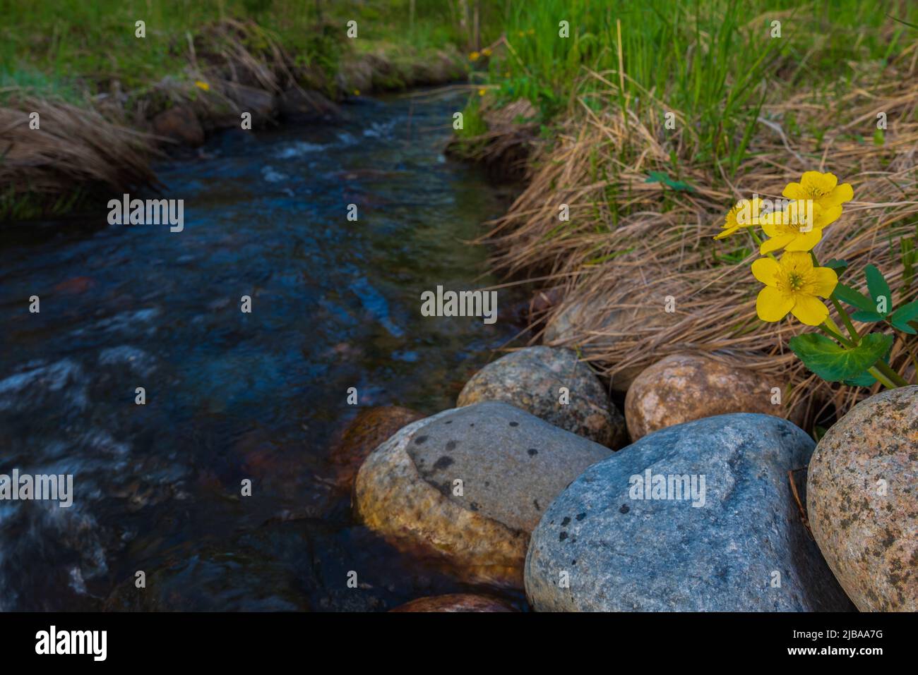 Blühender Caltha palustris, bekannt als Sumpfmarmeltier und Königspferl am Ufer eines kleinen Baches in Nordschweden. Fokus auf Vordergrund. Stockfoto