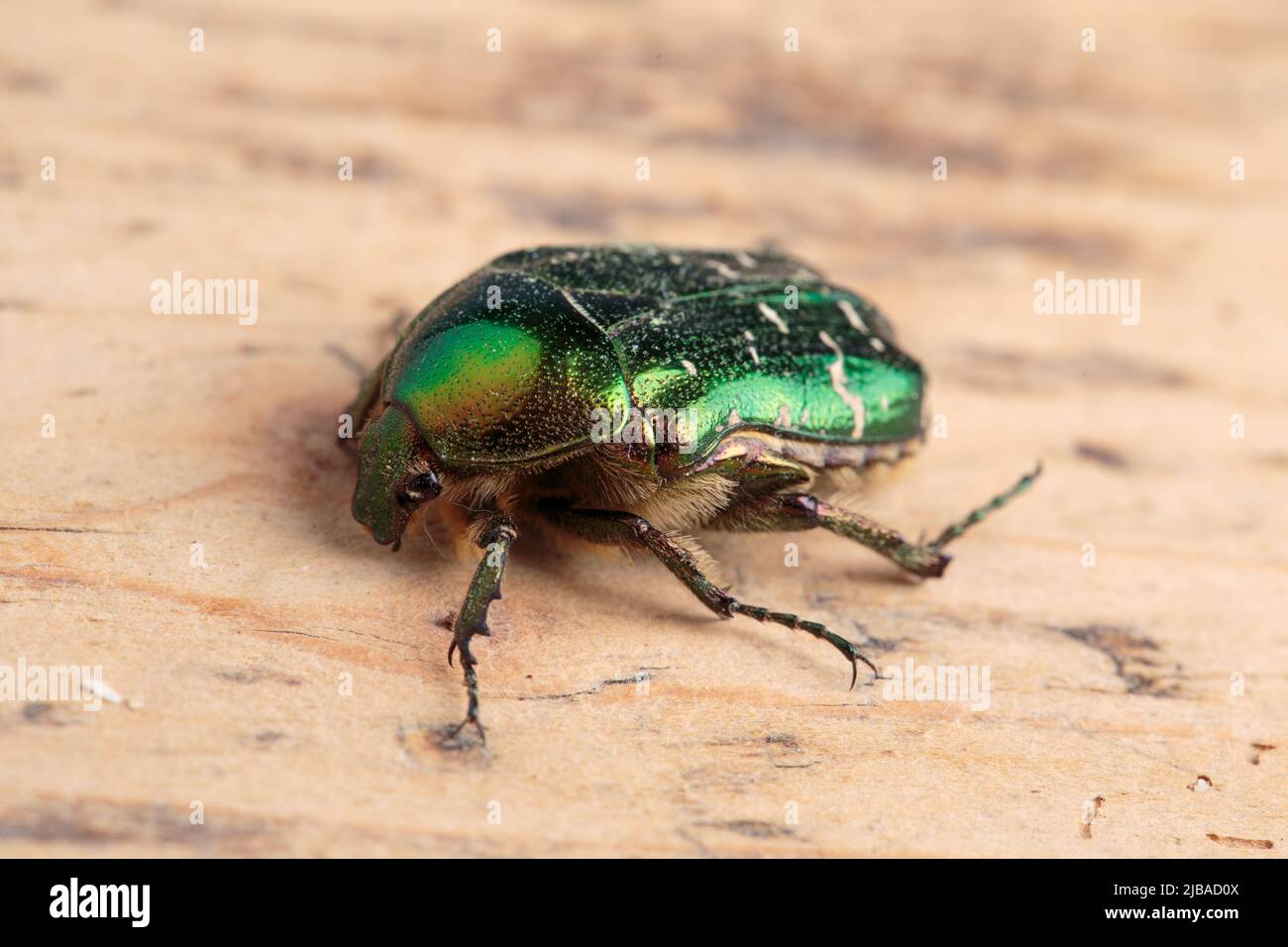 Nahaufnahme des leuchtend grünen Chafers der Blume Stockfoto