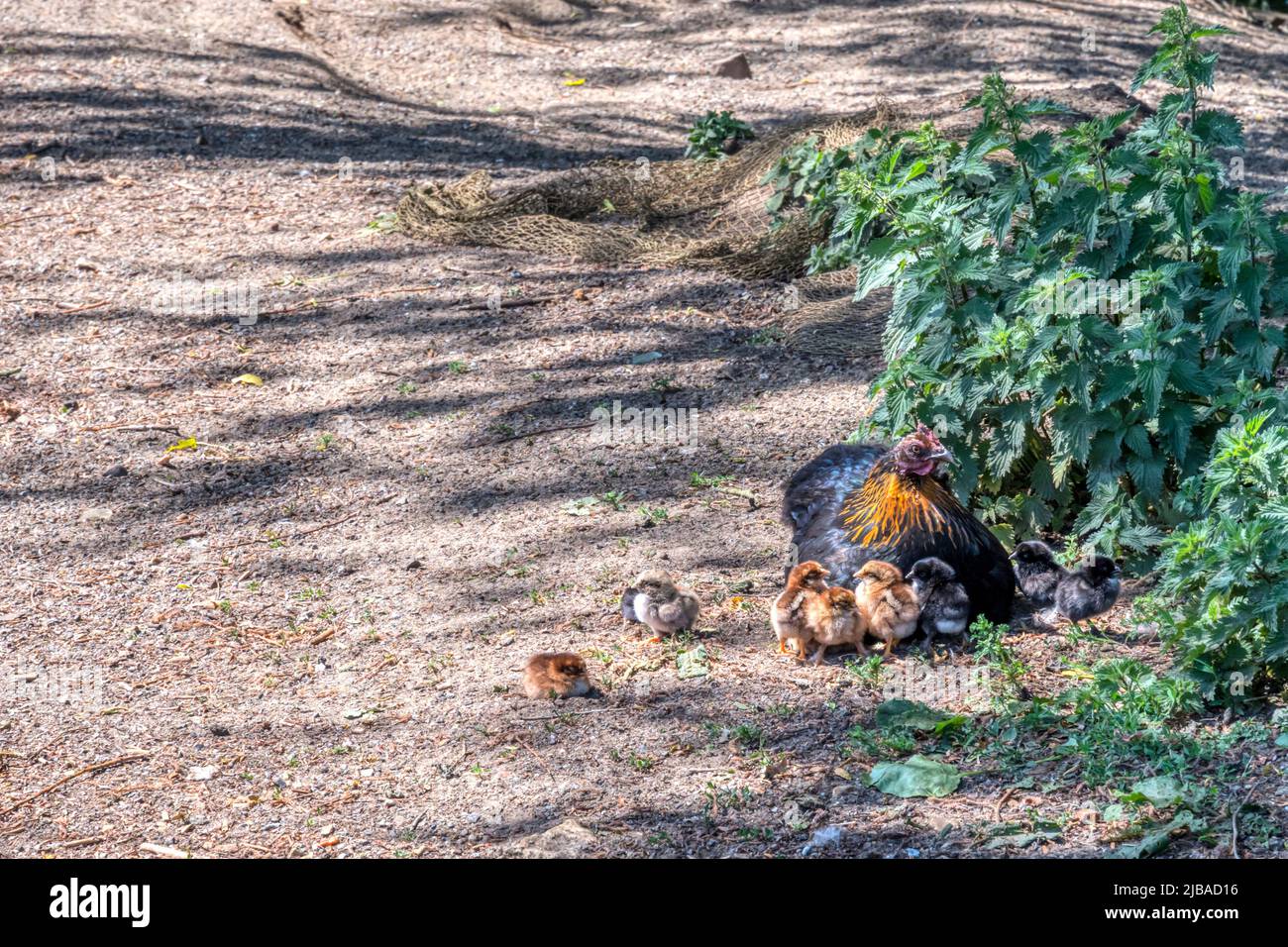 Ein Freilandhuhn mit jungen Küken in Snettisham, Norfolk. Stockfoto