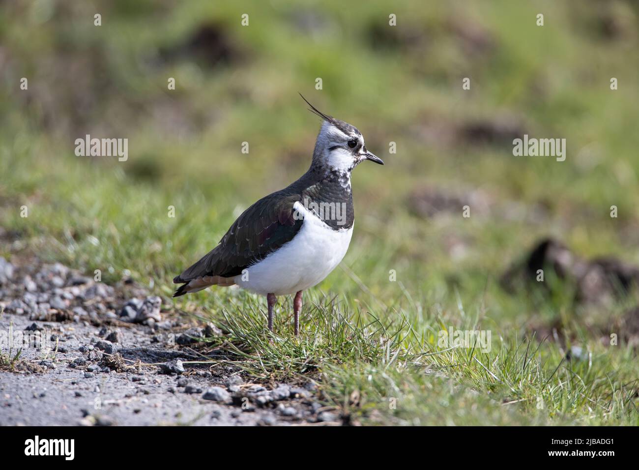 Kiebitz-Vanellus vanellus aus nächster Nähe auf Moorland und sandigen Böden auf der Isle of North Uist, Äußere Hebriden Stockfoto