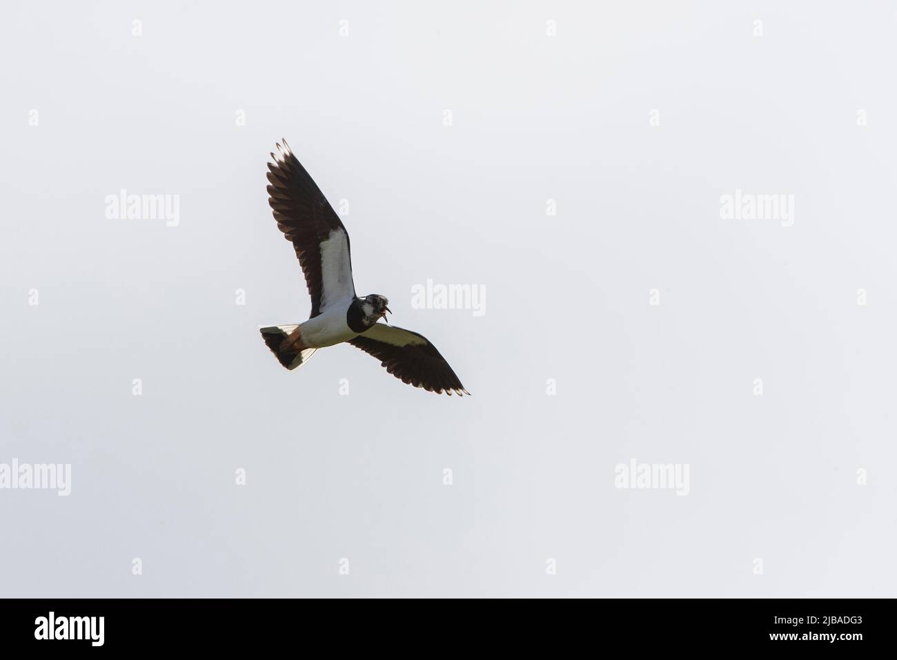 Der kiebige Vanellus vanellus im Flug und ruft gegen einen trüben weißen Himmel mit markanten Wappen Stockfoto