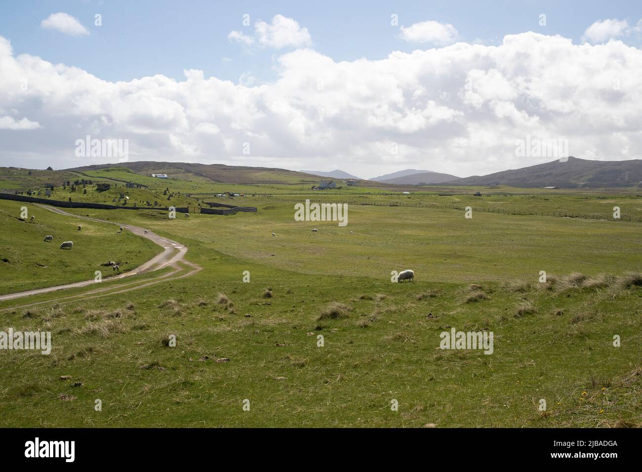 Schafe weiden im Frühsommer auf den sanft geschwungenen Moorgrasen von North Uist, Äußere Hebriden in der Nähe von Clachan Sands Stockfoto