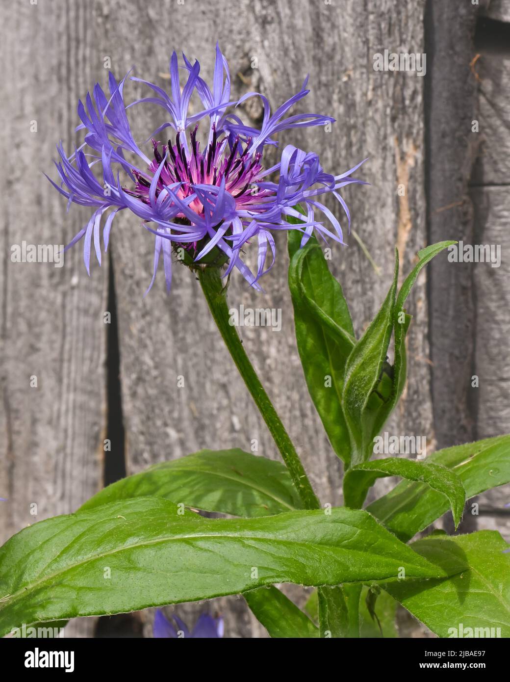 Blooming Mountain Bluet (auch bekannt als Bachelor’s Button, Centaurea montana) vor rustikalem Holzhintergrund. Stockfoto