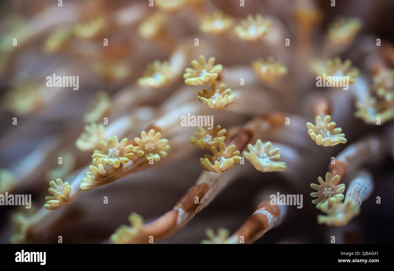 Alveopora Gänseblümchen-Seenkoralle mit blumenähnlichen Tentakeln, die unter UV-Licht leuchten, Nahaufnahme-Details - abstraktes Unterwasserbild der Unterwasserwelt Stockfoto