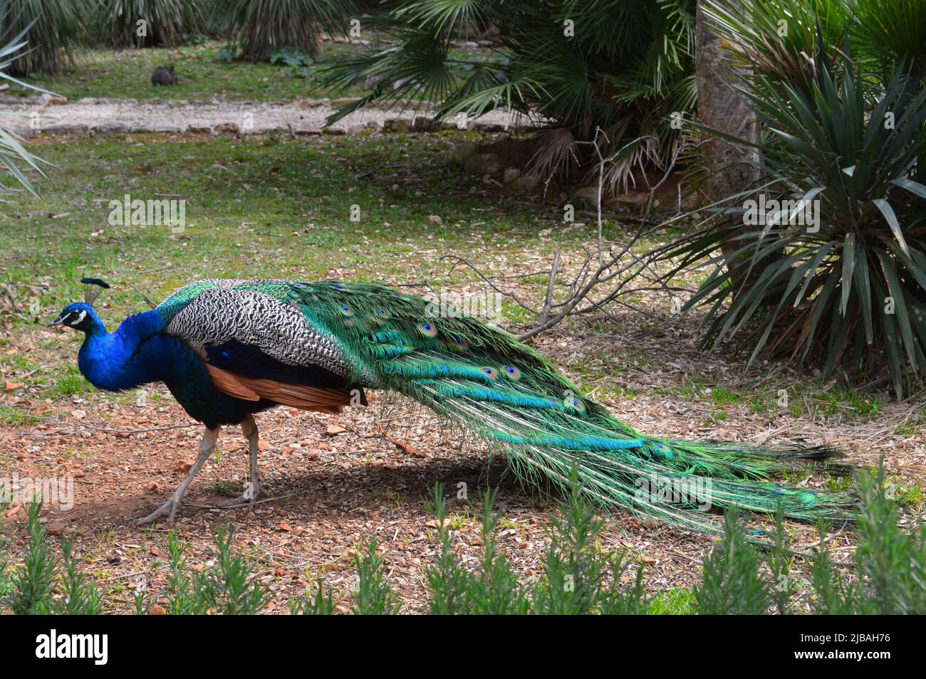Pfau tier Fotos und Bildmaterial in hoher Auflösung Alamy