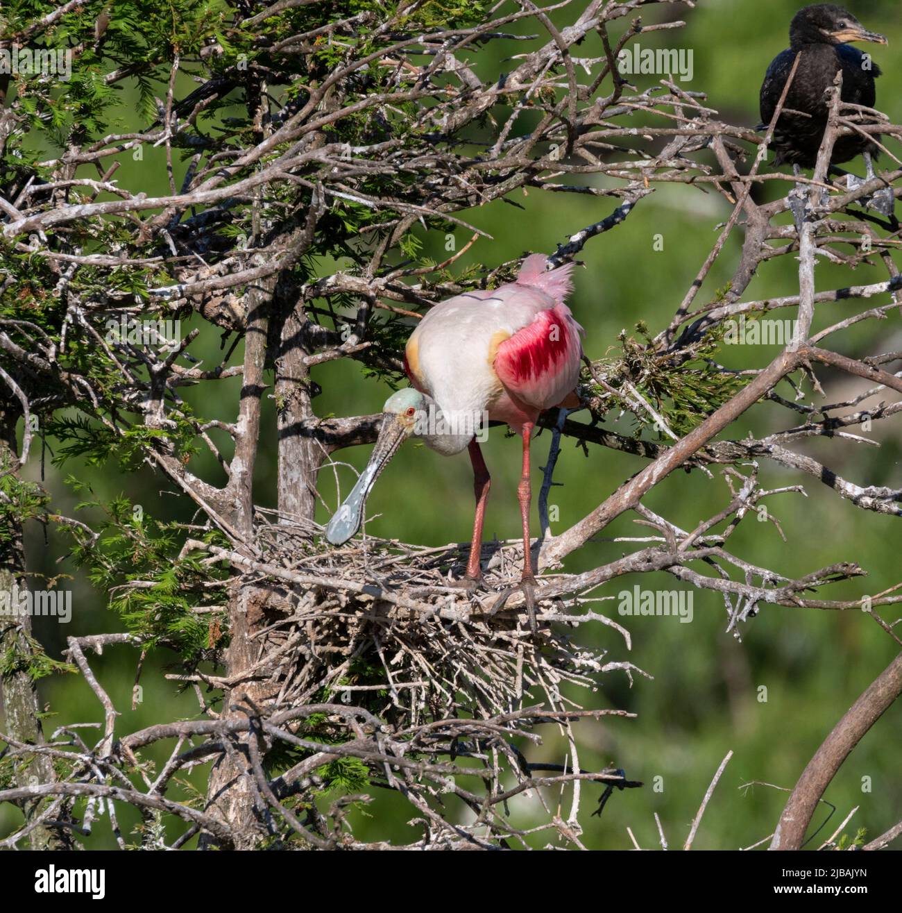 Der Rosenlöffler (Platalea ajaja) baut ein Nest Stockfoto