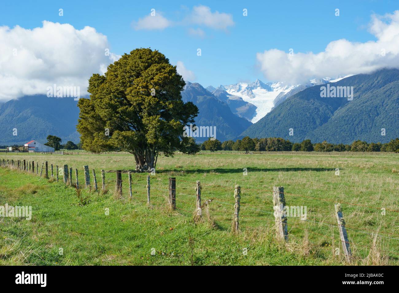 Baum im Feld in der Nähe von Zaun entlang der Straße im ländlichen Neuseeland Westland mit Fox Glacier in Berg Hintergrund. Stockfoto