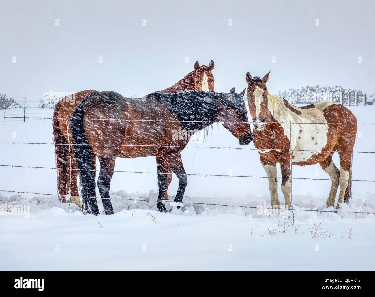 Ranch Horse in der amerikanischen Landschaft Stockfoto