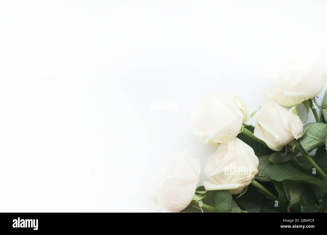 Blumenzusammensetzung. Rahmen aus weißen Blumen auf weißem Hintergrund. Valentinstag, Muttertag und Frauentag Konzept Stockfoto