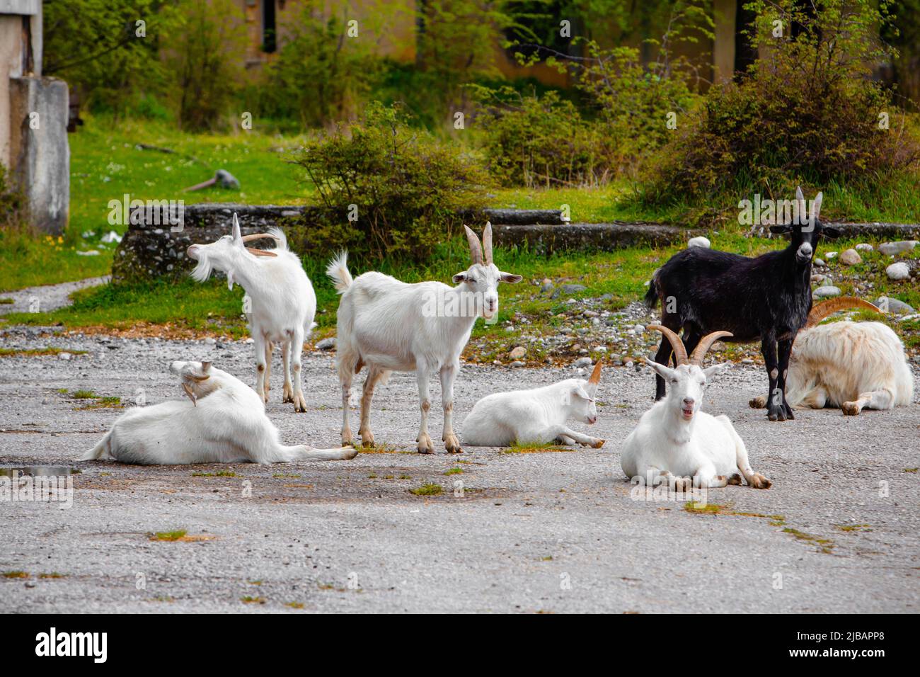 Viele Ziegen auf der Straße Stockfoto