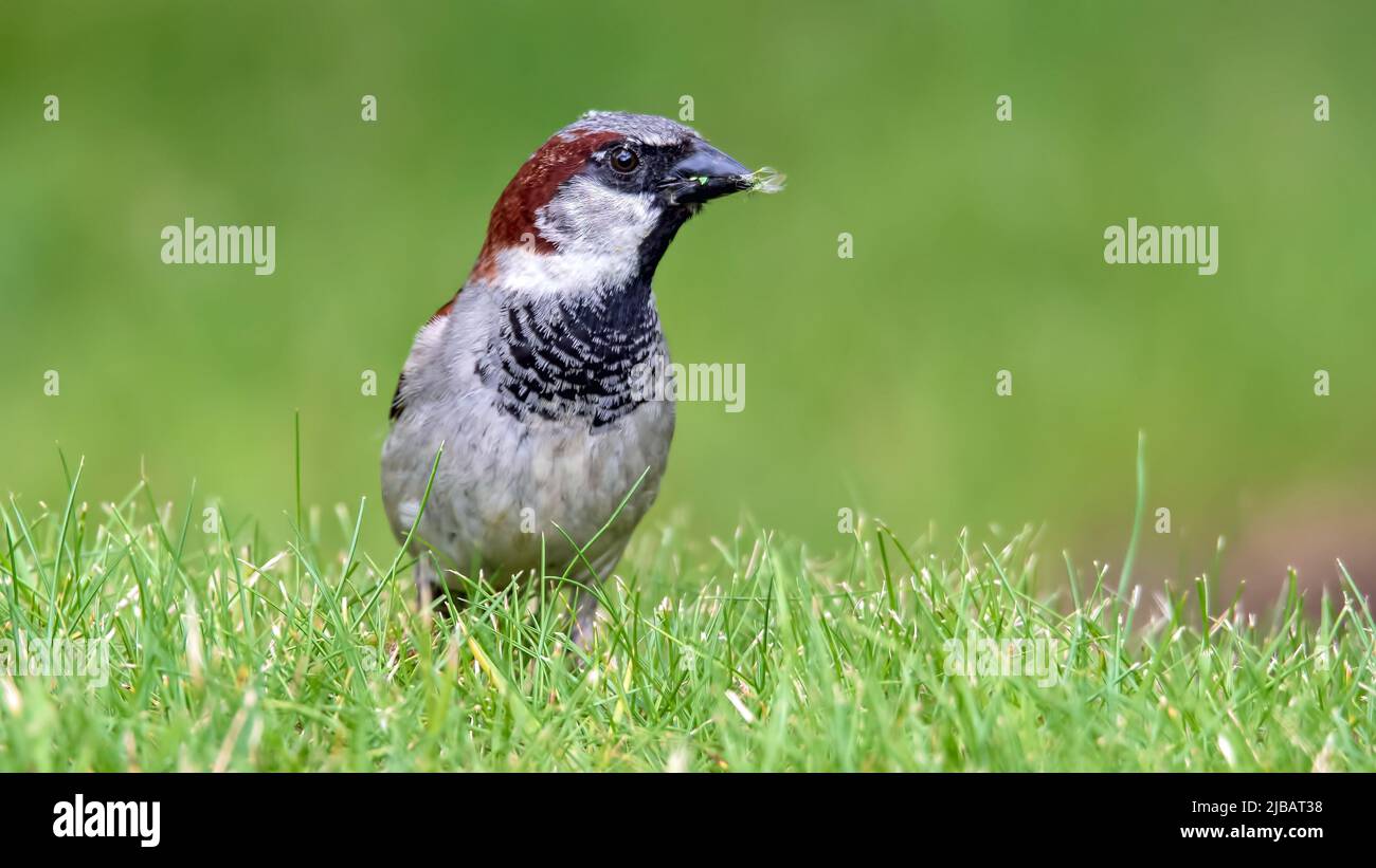 Männlicher Haussparrow auf der Suche nach Nahrung auf Gras Stockfoto