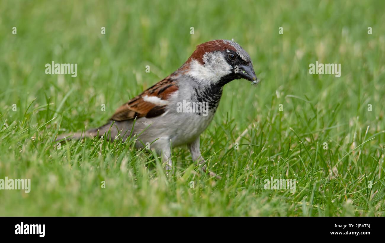 Männlicher Haussparrow auf der Suche nach Nahrung auf Gras Stockfoto